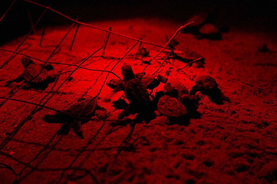 Turtles hatching at Night (Caretta caretta)