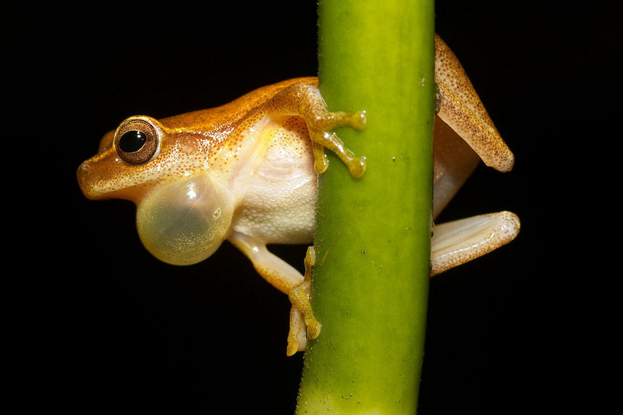 Frog at Night (Dendropsophus microcephalus)