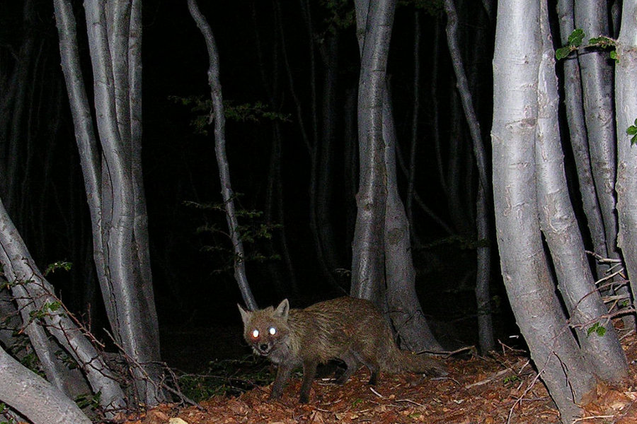 Fox at Night