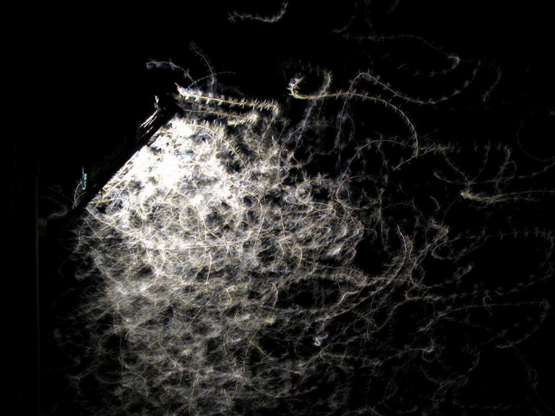 Insects flying around Light at Night 