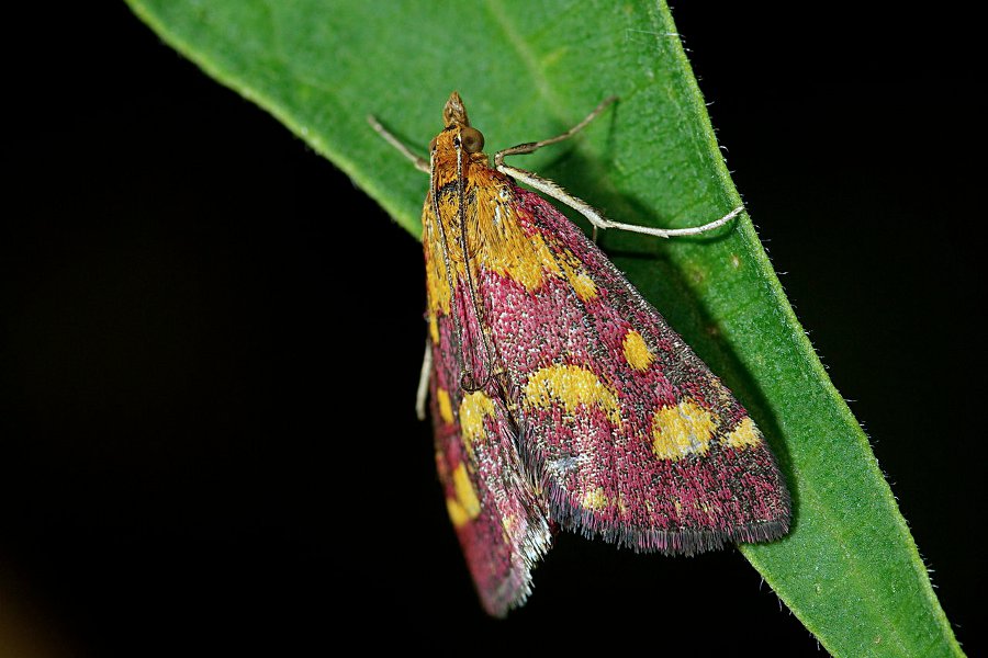 Moth at Night (Pyrausta purpuralis)