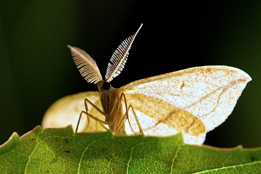 Moth at Night (Timandra griseata)