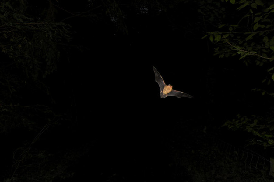 Bat at Night (Pipistrellus pipistrellus) 
