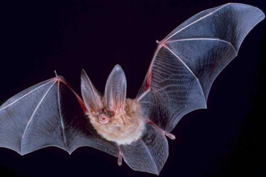 Bat at Night (Corynorhinus townsendii)