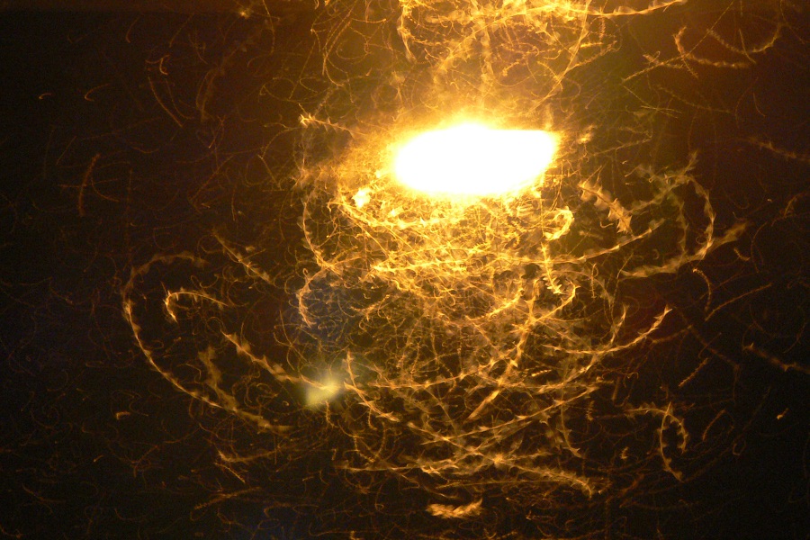 Insects attracted to Street Light