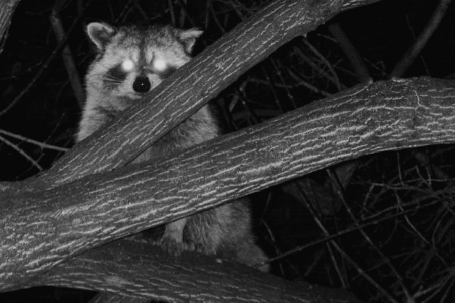 Raccoon at Night (Procyon lotor)