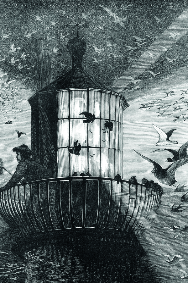 Lighthouse Birds Migration