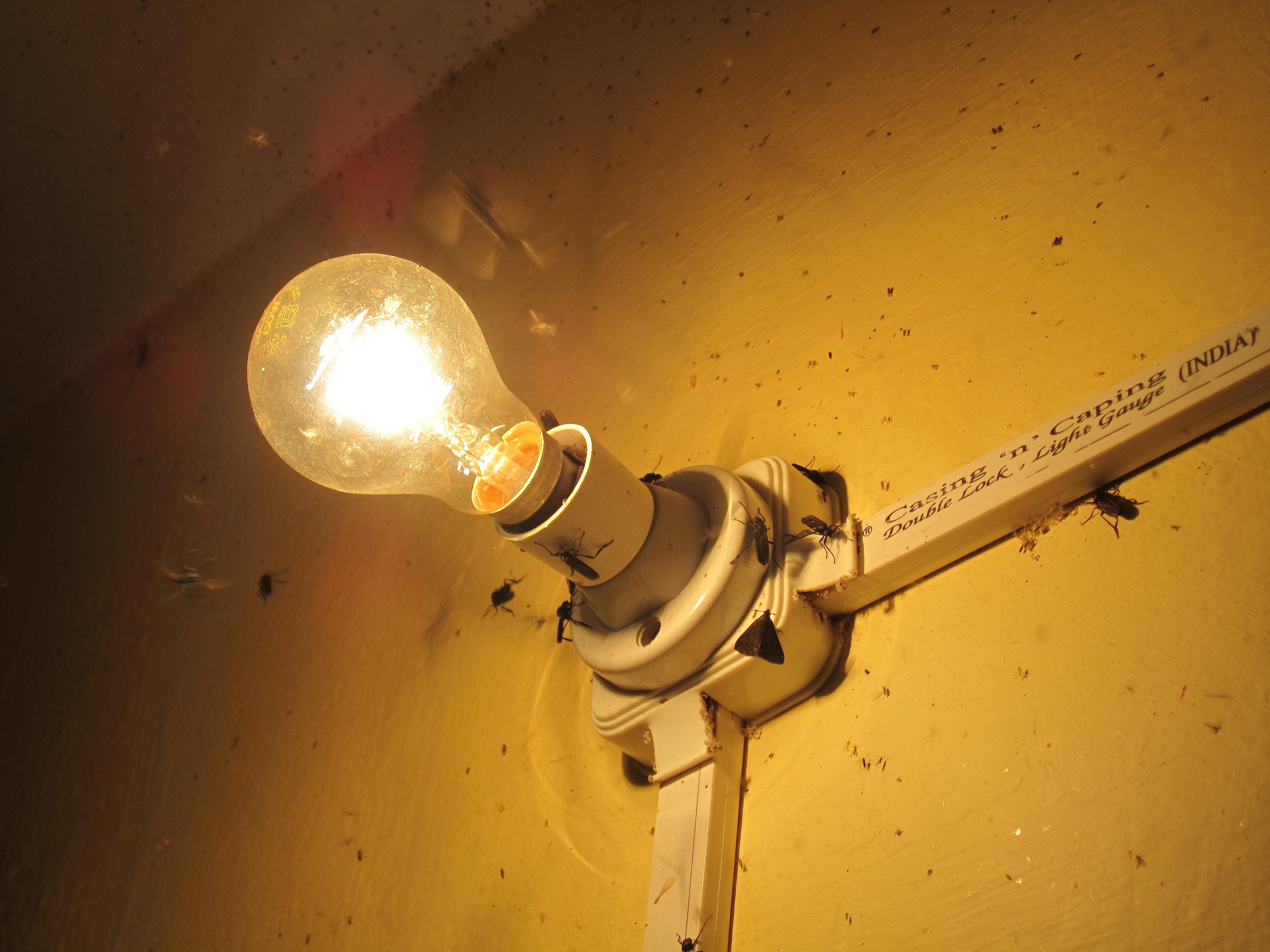 Insects on Light Bulb