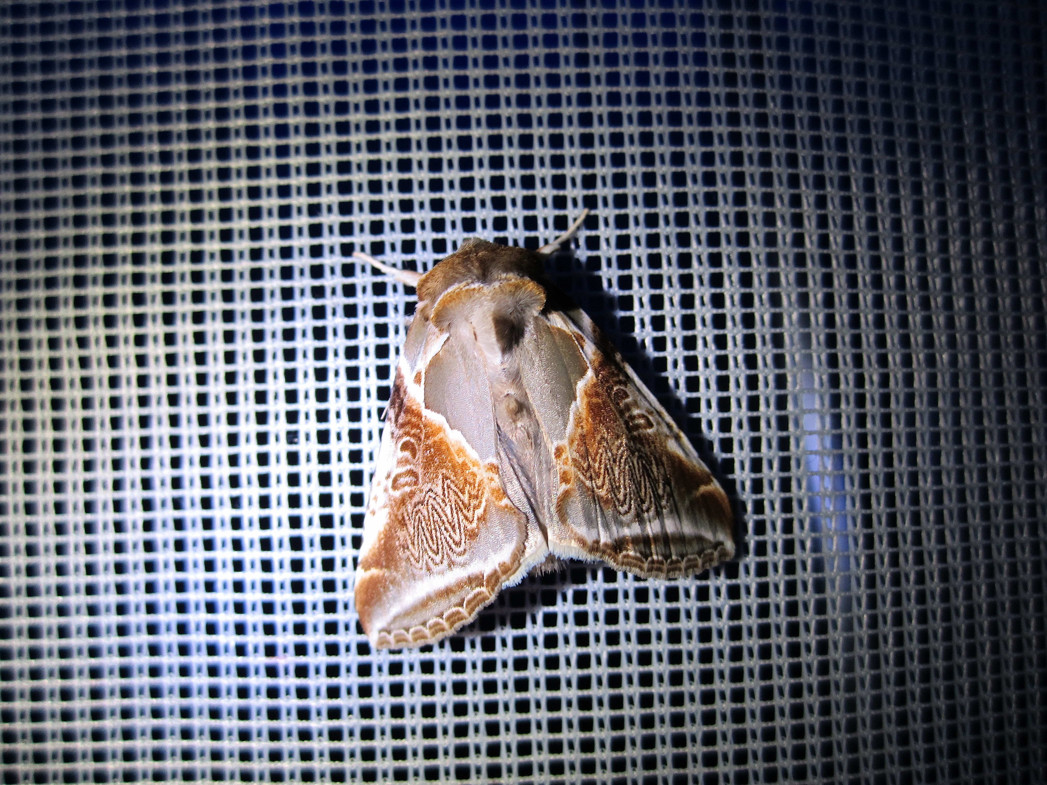 Habrosyne pyritoides 